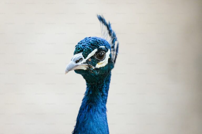 Peacock